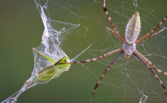 Hình ảnh con nhện giăng tơ