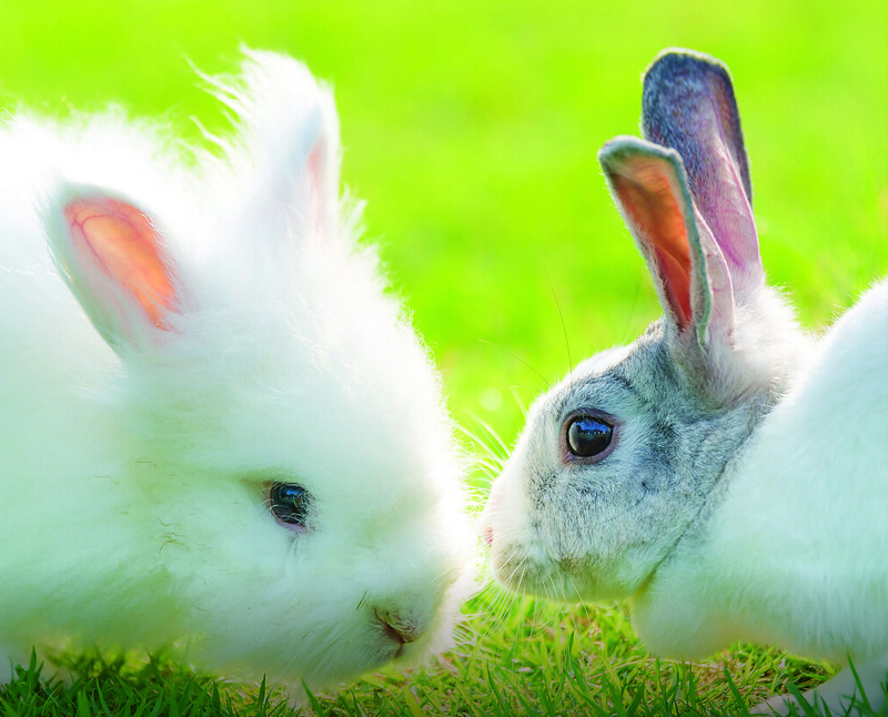 Mơ thấy thỏ trắng là điềm báo gì?