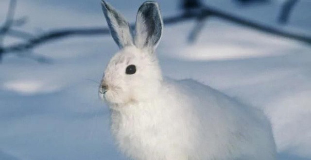Chiêm bao thấy thỏ trắng đánh số mấy?
